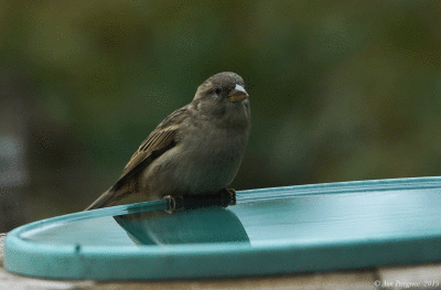 House Sparrow - Female