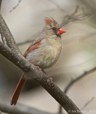 Northern Cardinal