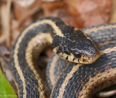 Eastern Garter Snake