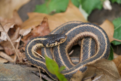 Eastern Garter Snake