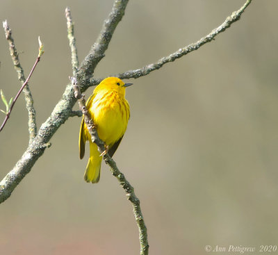 Yellow Warbler