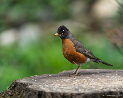 American Robin