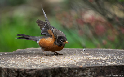 American Robin