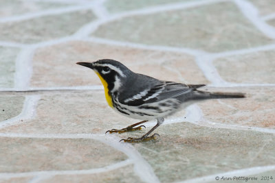 Yellow-throated Warbler