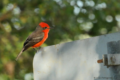 Vermillion Flycatcher