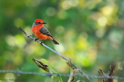 Vermillion Flycatcher