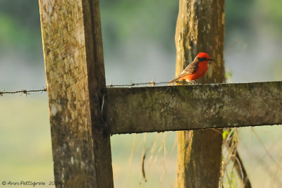 Vermillion Flycatcher