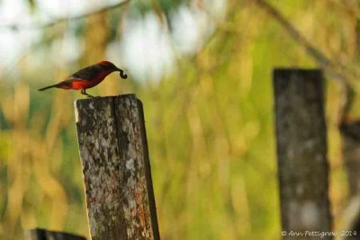 Vermillion Flycatcher