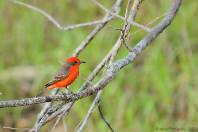 Vermillion Flycatcher