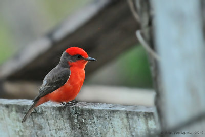 Vermillion Flycatcher