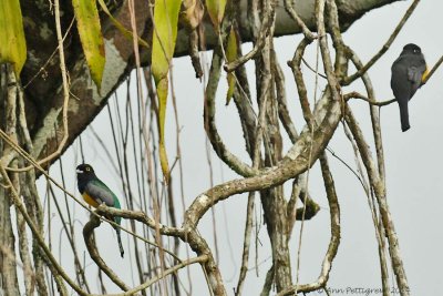 Gartered Trogon - Male and Female