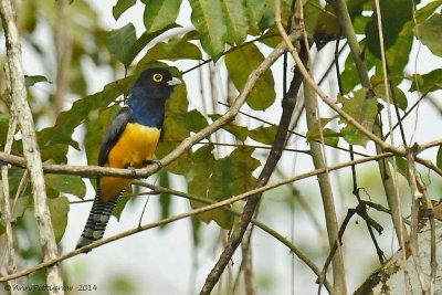 Gartered Trogon - Male