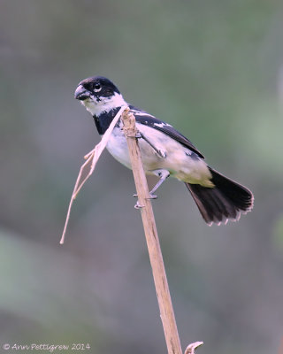 White-collared Seedeater - Male