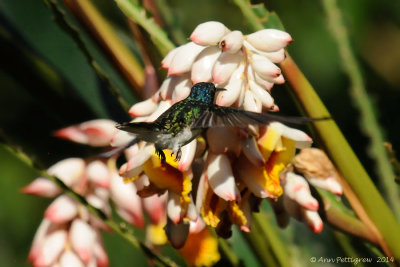 White-necked Jacobin