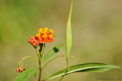 Butterfly Weed