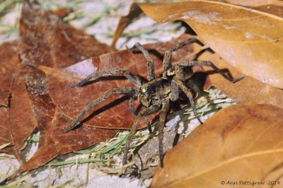 Wolf Spider