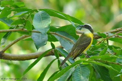 Social Flycatcher