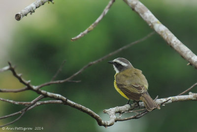 Social Flycatcher