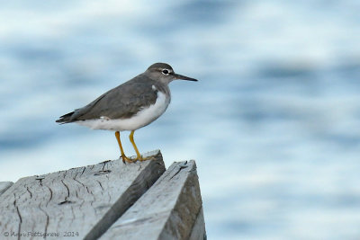 Spotted Sandpiper