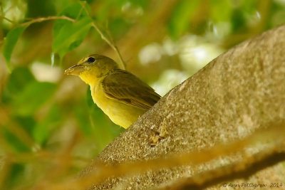 Summer Tanager