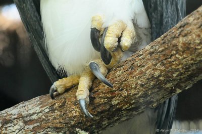Talons of a Harpy Eagle