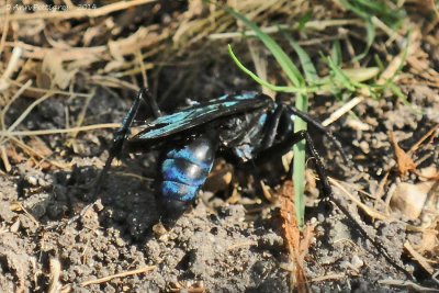 Tarantula Killer Wasp