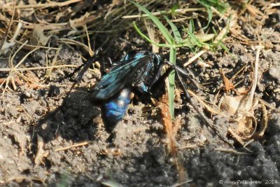 Tarantula Killer Wasp