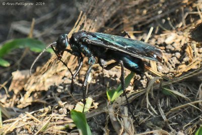 Tarantula Killer Wasp