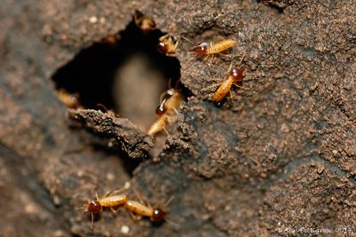 Termites Swarming from Nest