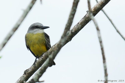 Tropical Kingbird