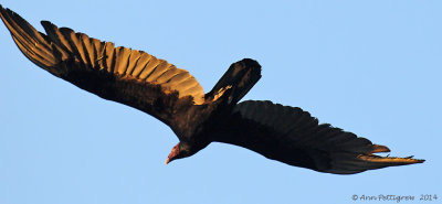 Turkey Vulture