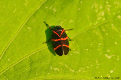 Froghopper 