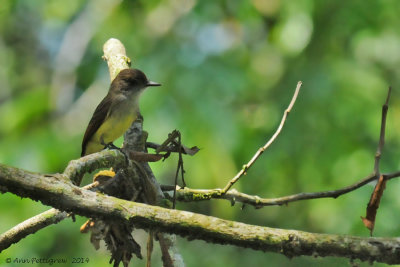 Dusky-capped Flycatcher