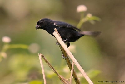 Variable Seedeater - Male