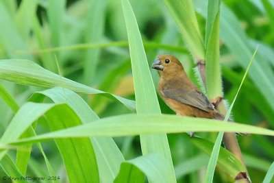 Variable Seedeater - Female