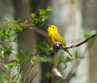 Yellow Warbler - Male