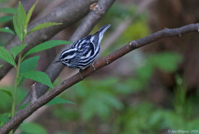 Black-and-white Warbler - Male
