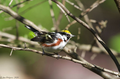 Chestnut-sided Warbler - Male