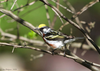 Chestnut-sided Warbler - Male