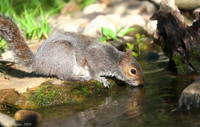 Eastern Gray Squirrel