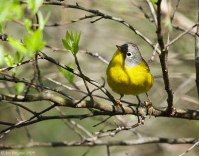 Nashville Warbler