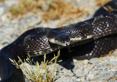 Eastern Rat Snake