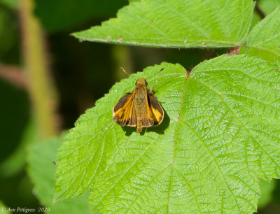 Zabulon Skipper