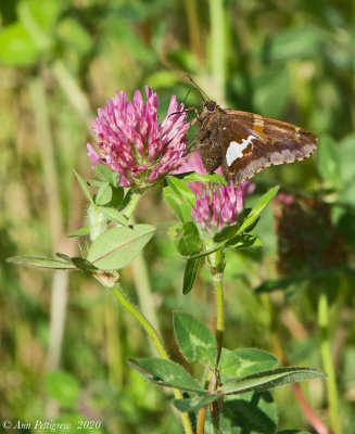 Silver-spotted Skipper on Clover