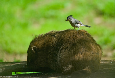 Tufted Titmouse Plucking Hair from a Groundhog