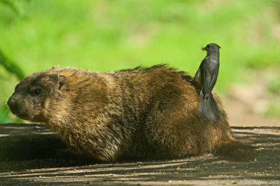 Tufted Titmouse Plucking Hair from a Groundhog