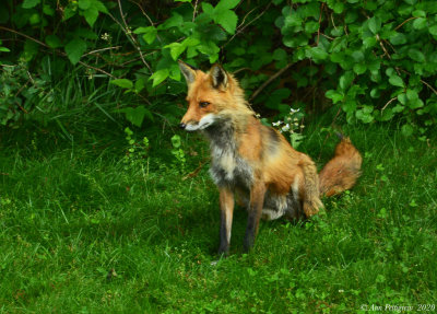 Red Fox - Male