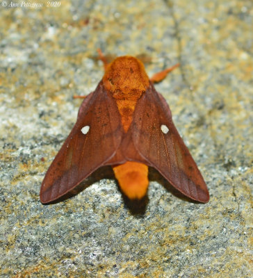 Spiny Oakworm Moth - Male