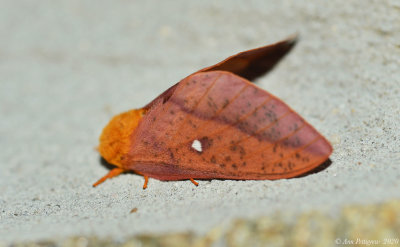 Spiny Oakworm Moth - Female