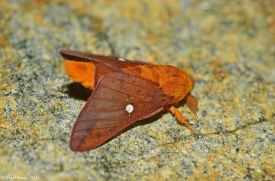 Spiny Oakworm Moth - Male